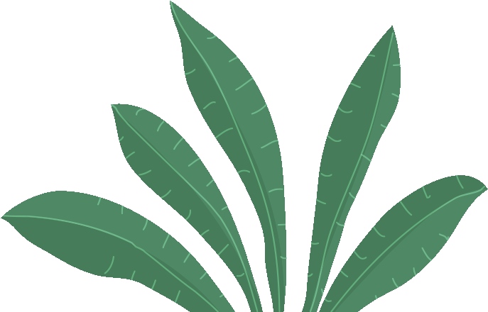Imagen de planta en la sección de La Aldea